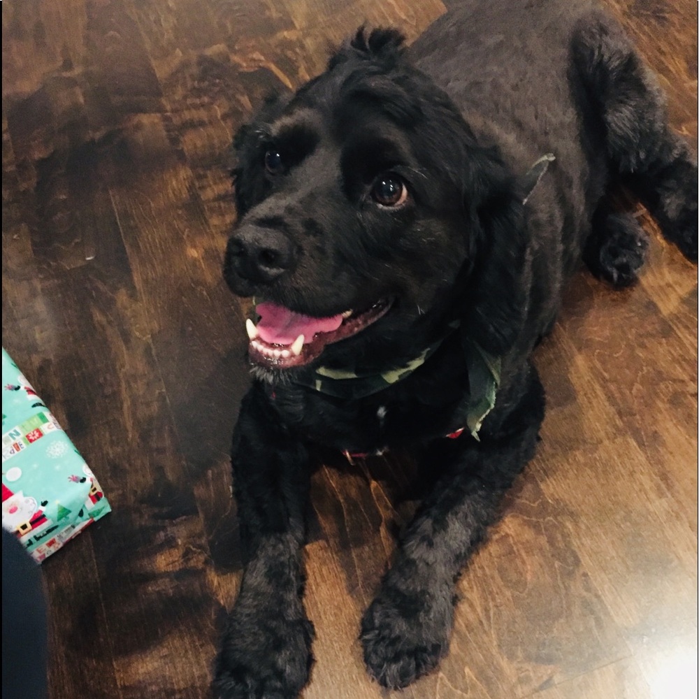 Meet your Posher, Ella